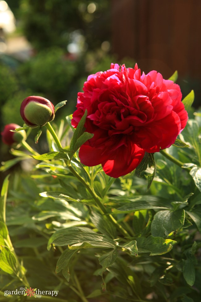 blooming double bomb peonies