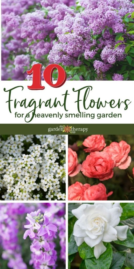 10 Fragrant Flowers For A Heavenly, Fragrant Flowers For Garden