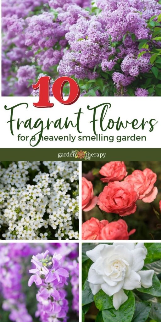 Top 22 Fragrant Flowers For a Heavenly Smelling Garden