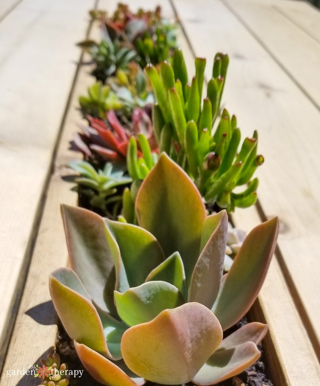 Outdoor table Insert Planted with Succulents