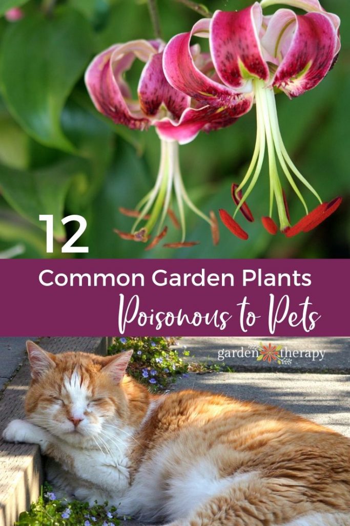 outdoor plants poisonous to dogs