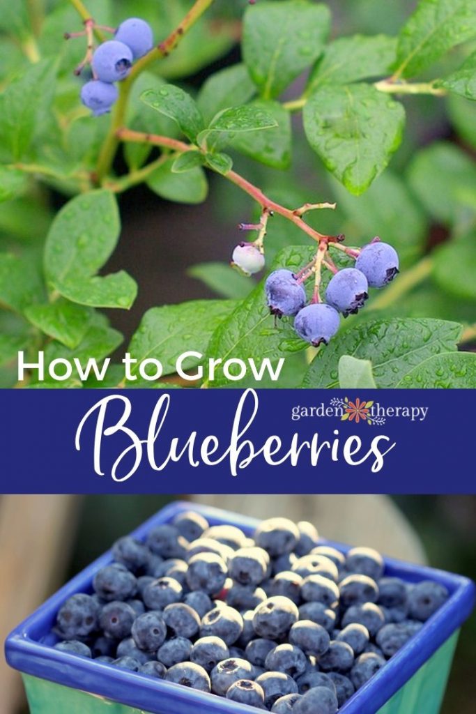 How to Grow Blueberries