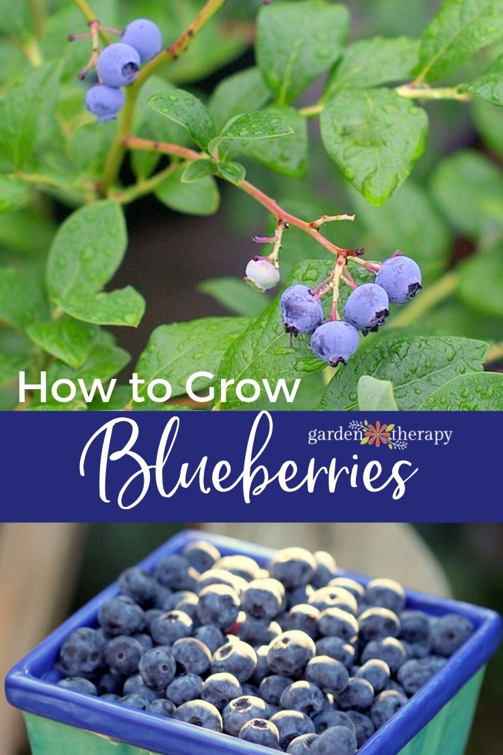 Blueberry Bush Growing Tips + Top Benefits of Blueberries