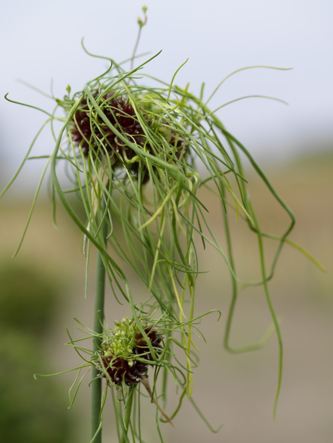 Allium Hair