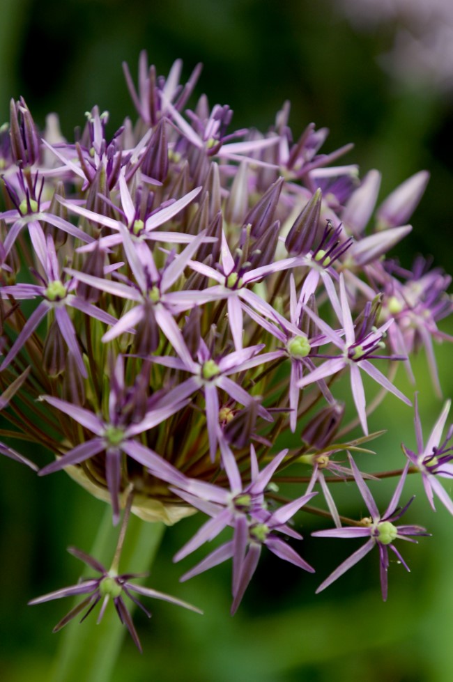 Allium christophii