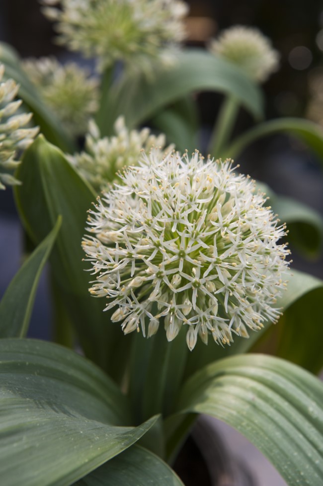 Allium Ivory Queen