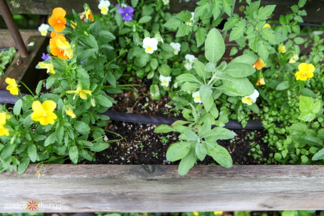 Flat Soaker Hose in Garden