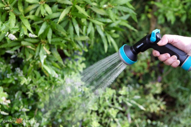 Spray nozzel watering mint