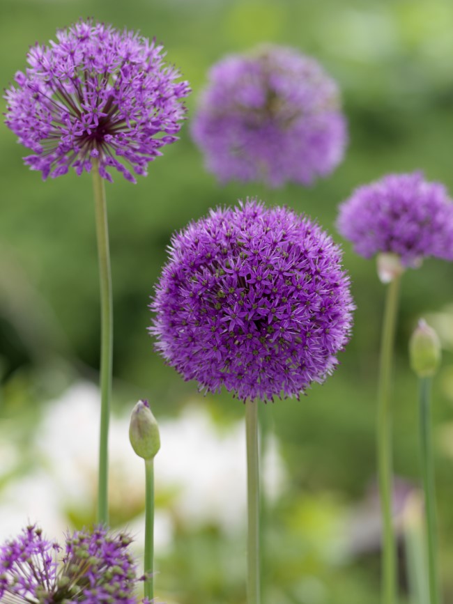 globemaster allium in bloom 