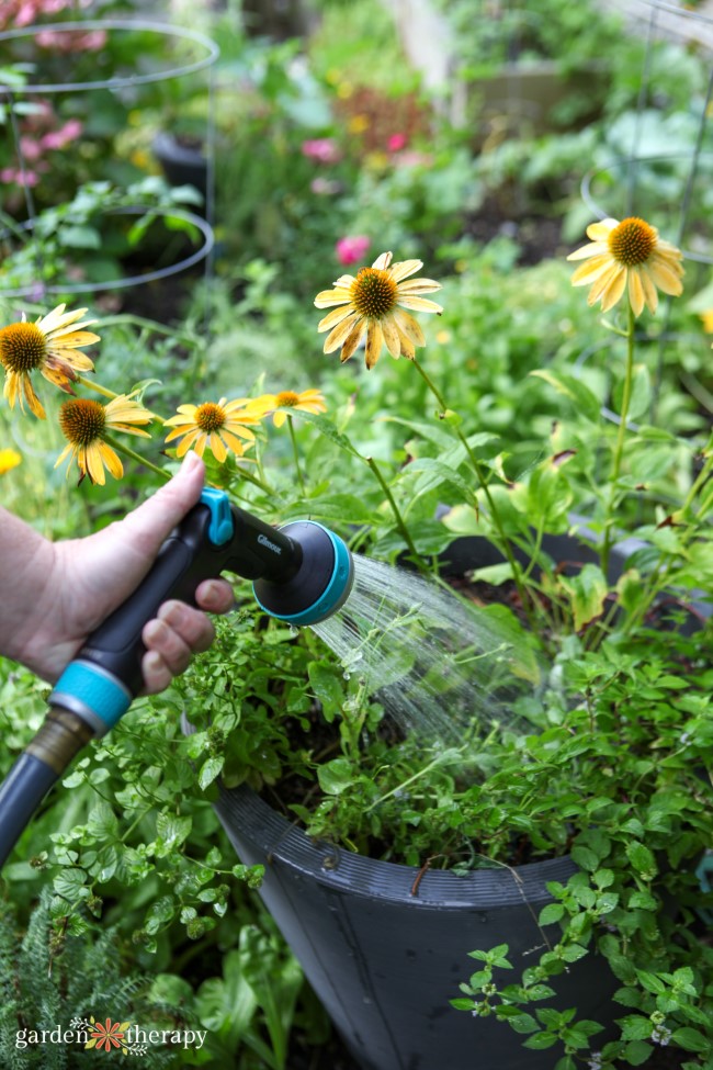 Mindfully watering plants in a regenerative garden