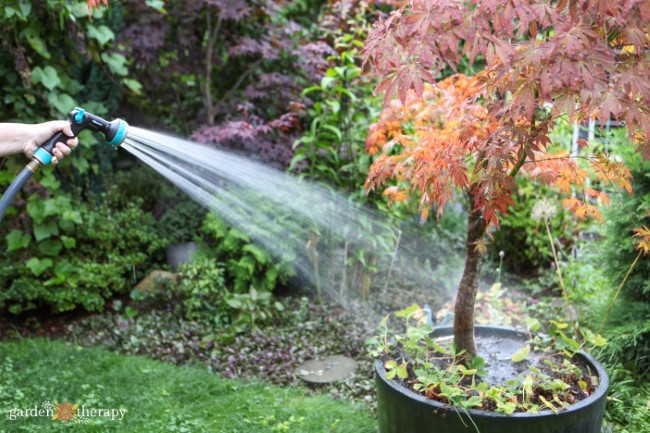 Watering Maple Tree in a large container