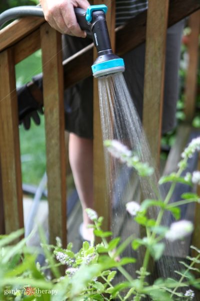 Watering the herb garden