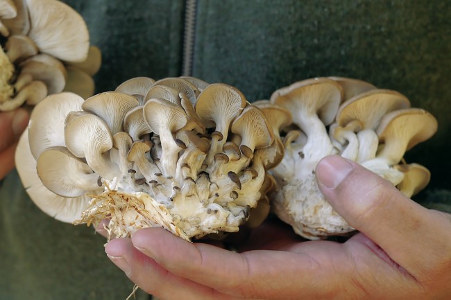 Clusters of Pearly Oyster Mushrooms