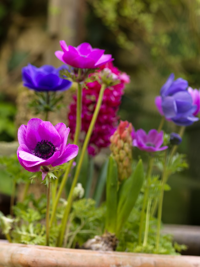 Mixed Spring Flowering Bulbs