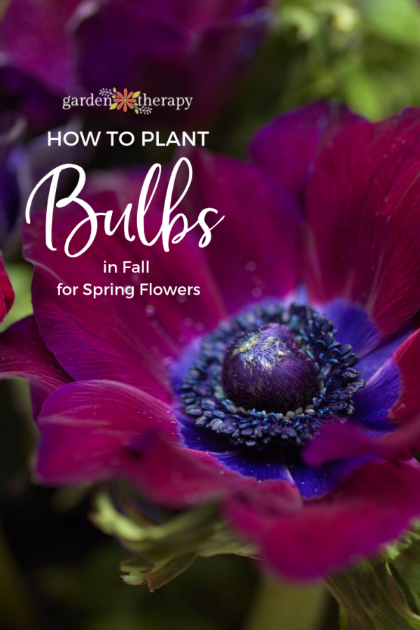 How to Plant Fall Bulbs for Long-Lasting Spring Colour - Garden Therapy