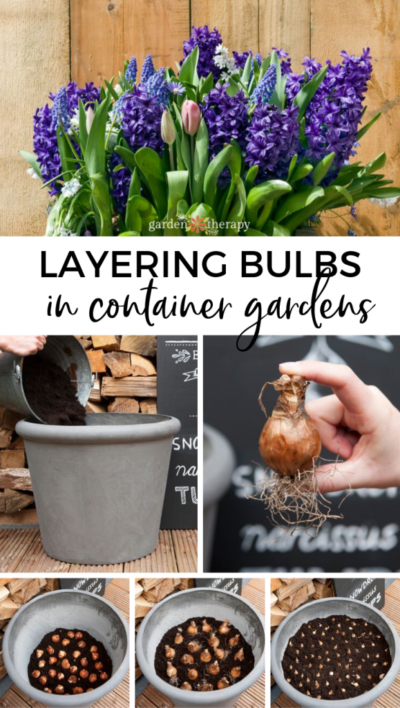 Layering Bulbs in Garden Pots