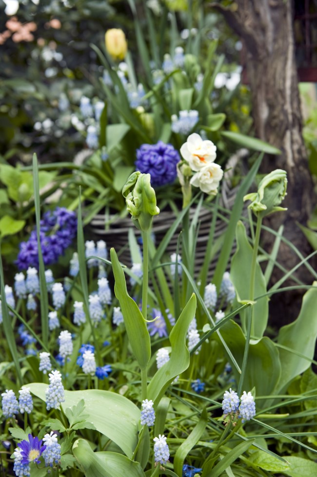 spring bulbs in dappled shade