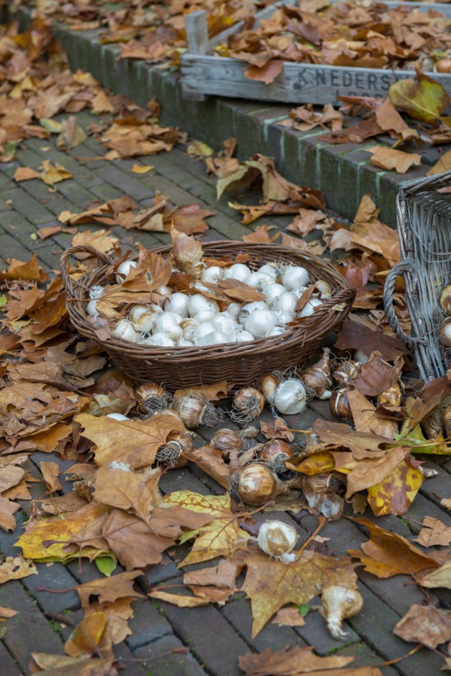 Planting flower bulbs