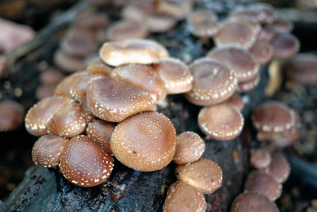 Shiitake mushrooms emerging from eucalyptus log
