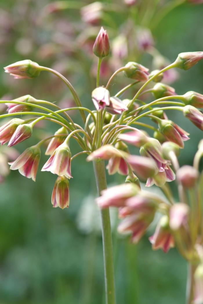 Sicilian honey lily