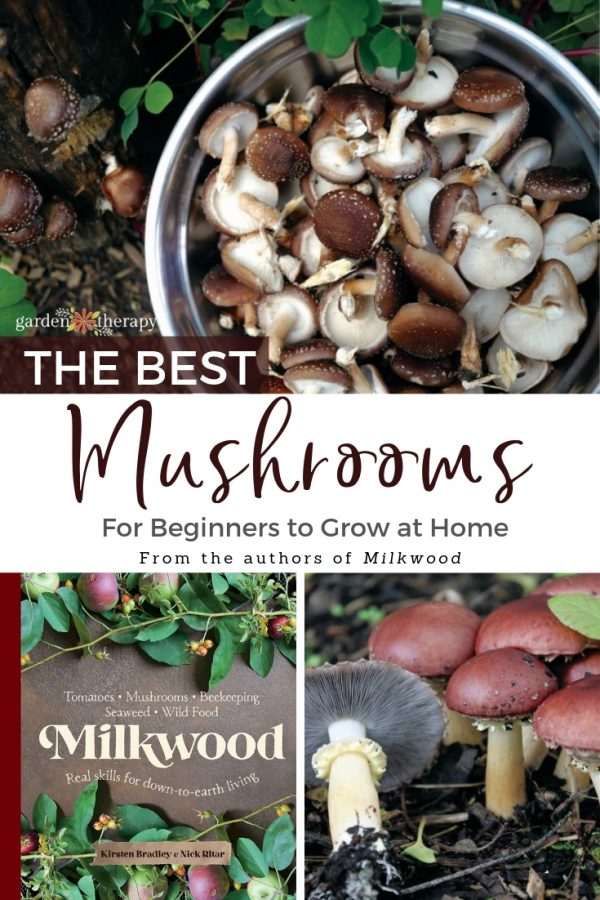 The Best Mushrooms to Grow at Home for Beginners Garden Therapy
