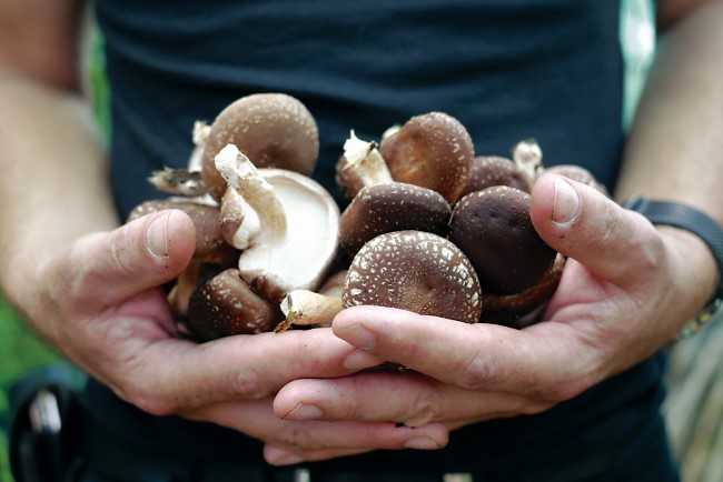 hands holding shiitakes