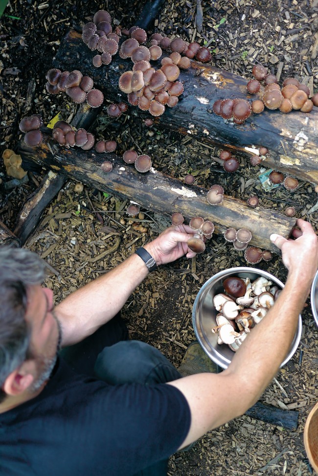 man picking homegrown shiitake mushrooms from a log