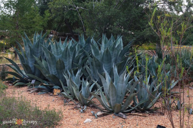 agave plants in a xeriscape design