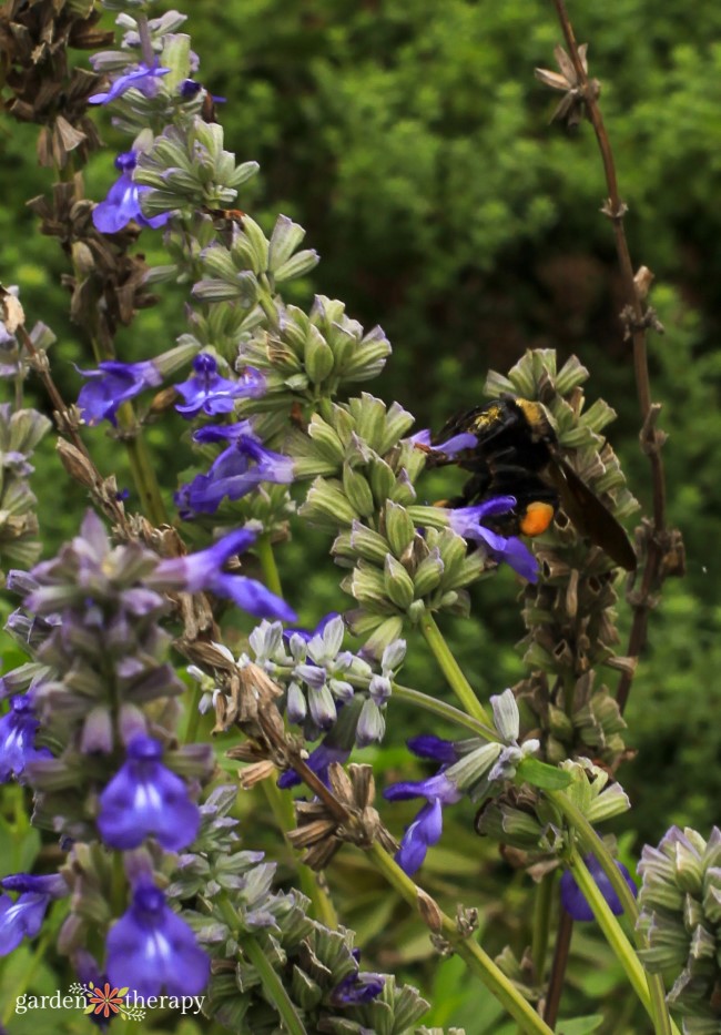 Salvia, one of the best perennials to plant in the fall