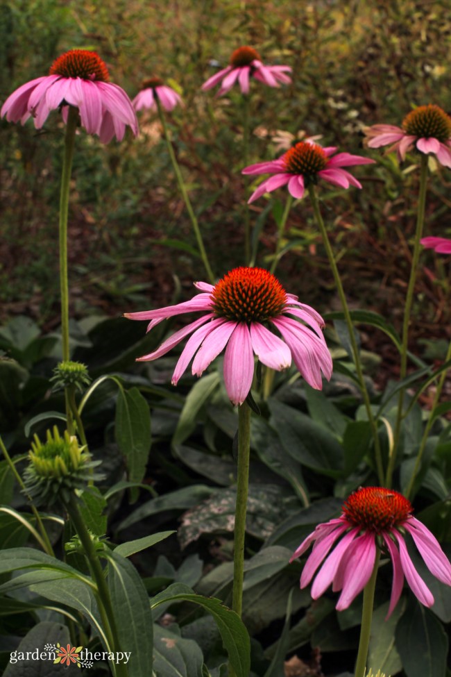 pink echinacea in the fall garden