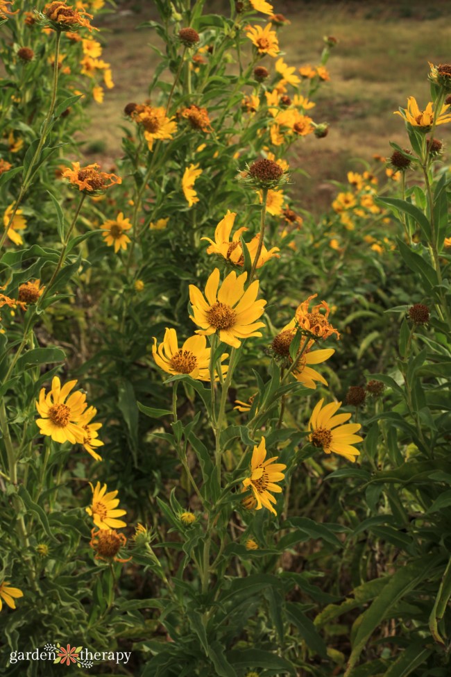 Maximillian Sunflower