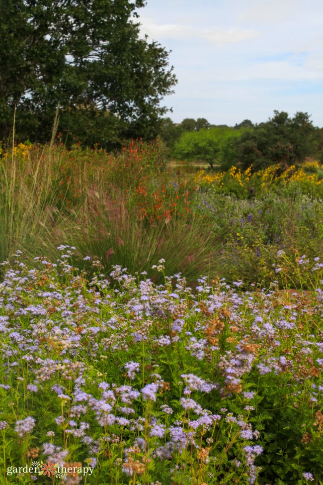 Savanna Meadow Wildflowers