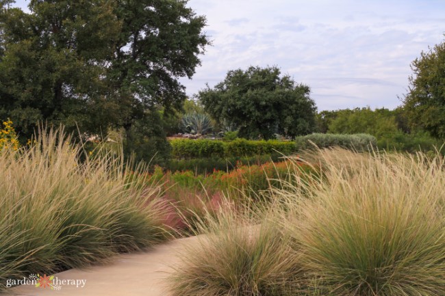 Savanna Trail Grasses