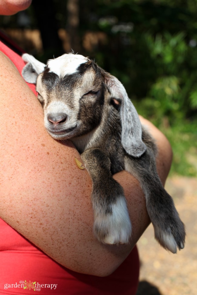 Baby Goat Cuddles