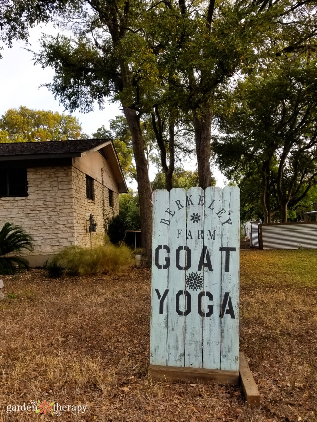 GOAT yoga set to become the latest craze as classes on Oregon farm sell out