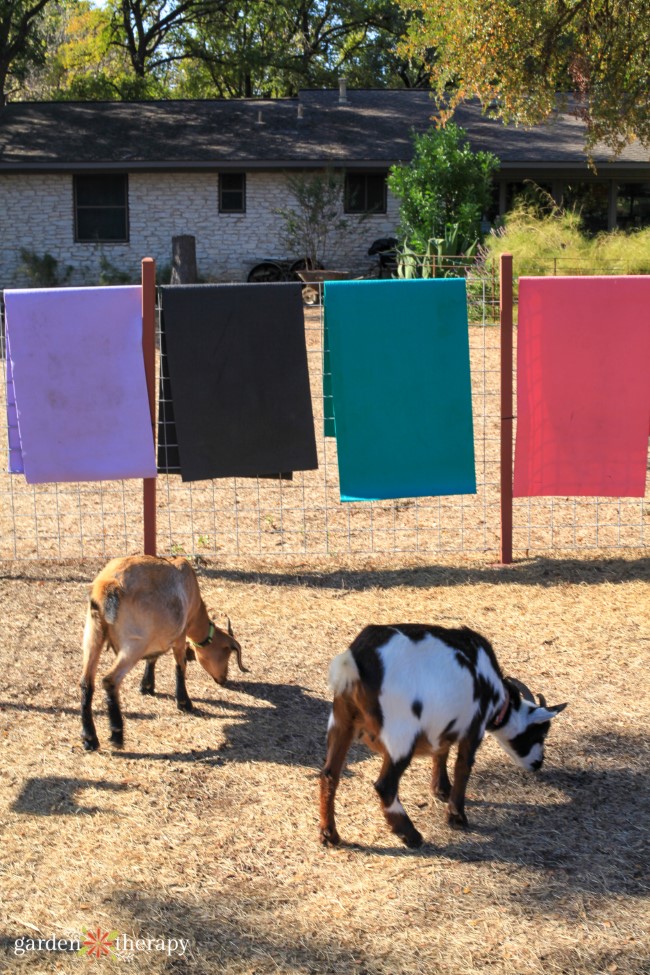 Goat Yoga