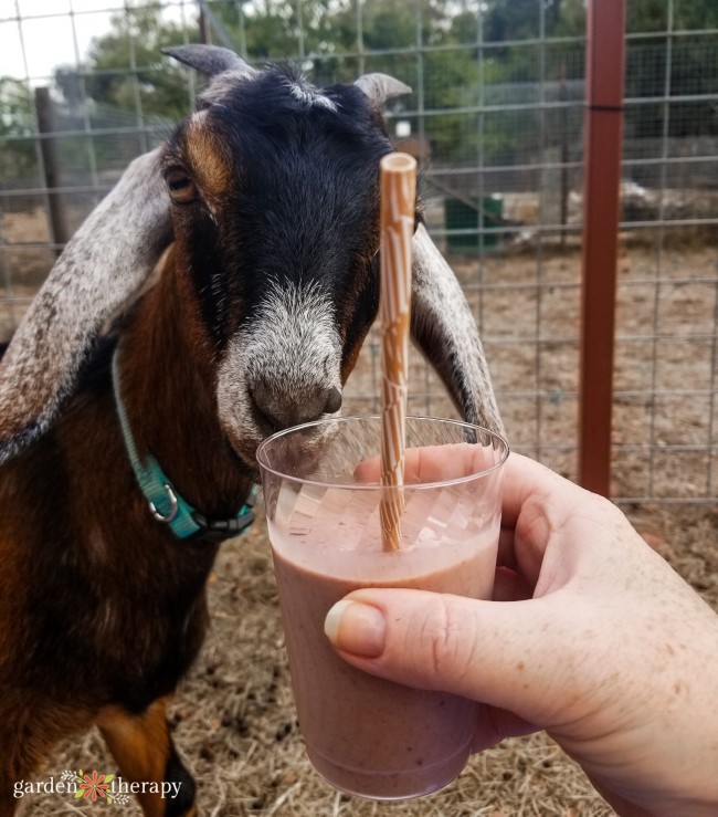 Goat and Smoothie