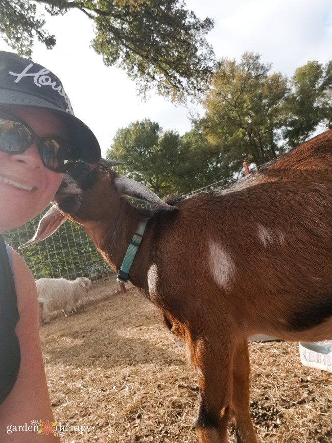 Goat kisses