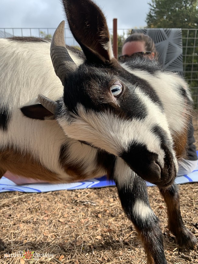 Kooky Goat Yoga