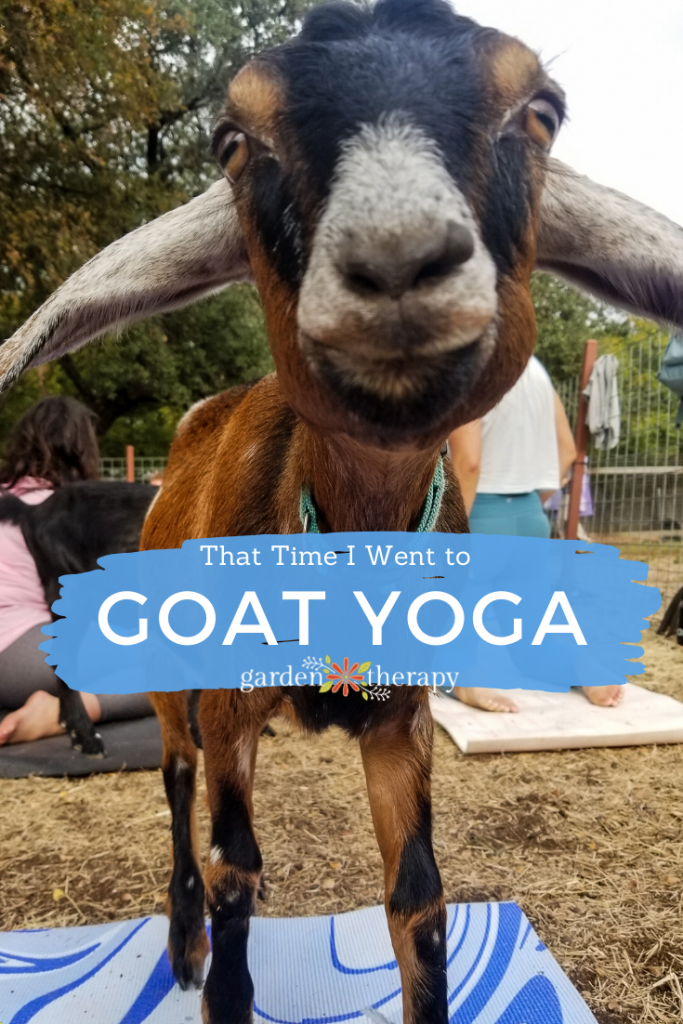 That Time I Went to Baby Goat Yoga in Texas - Garden Therapy