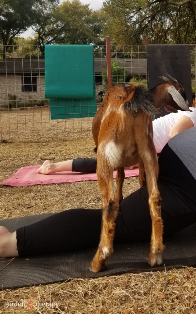 What its like to do goat yoga