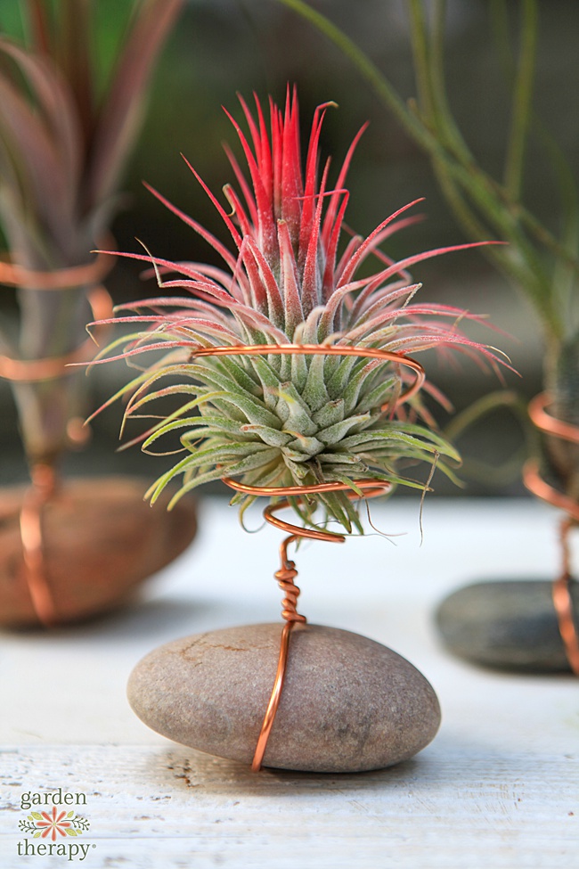 air plant with hot pink tips in a diy stand.