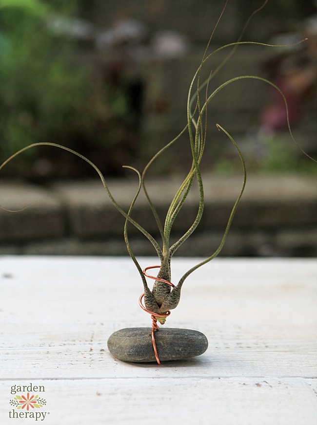 Air plant stand with a flat gray rock and copper colored wire.