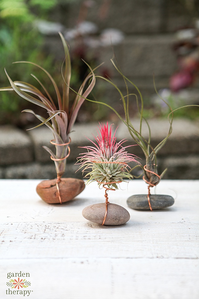 plants connected to a rock as a homemade plant stand