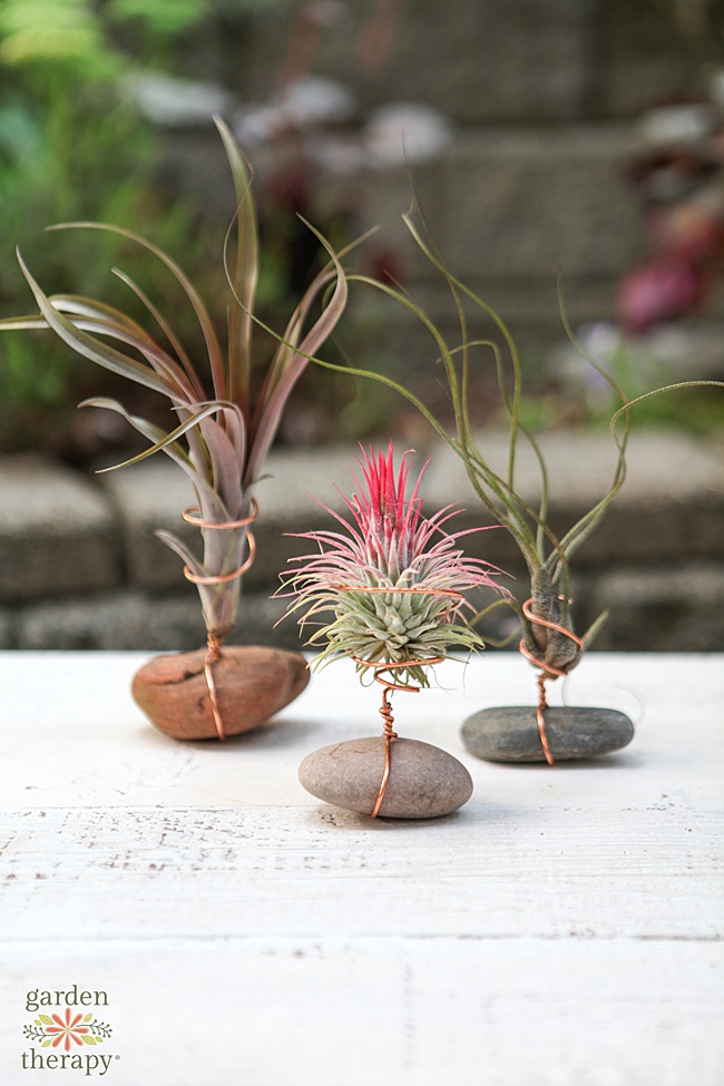 Exotic Canarywood Air Plant Holders with Coated Copper Wire Plants