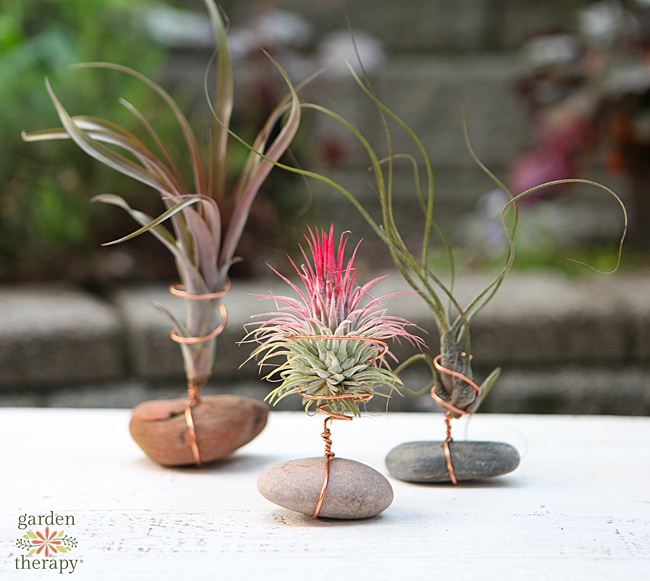 3 air plant stands with air plants in them