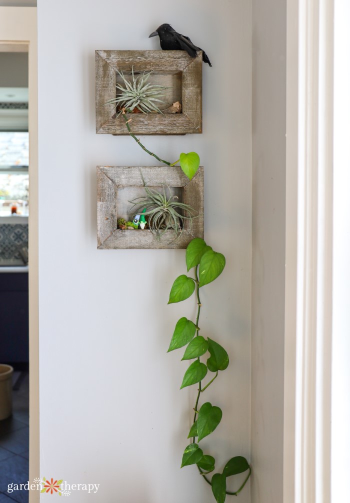 pothos hanging from picture frame