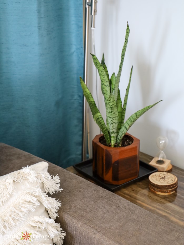 snake plant in pot