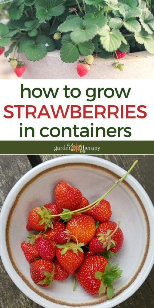 Growing strawberries deals in containers