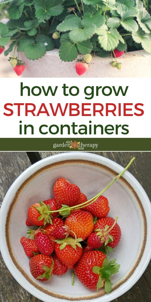 How To Plant And Grow Strawberries In Containers at Adolph Sheryl blog